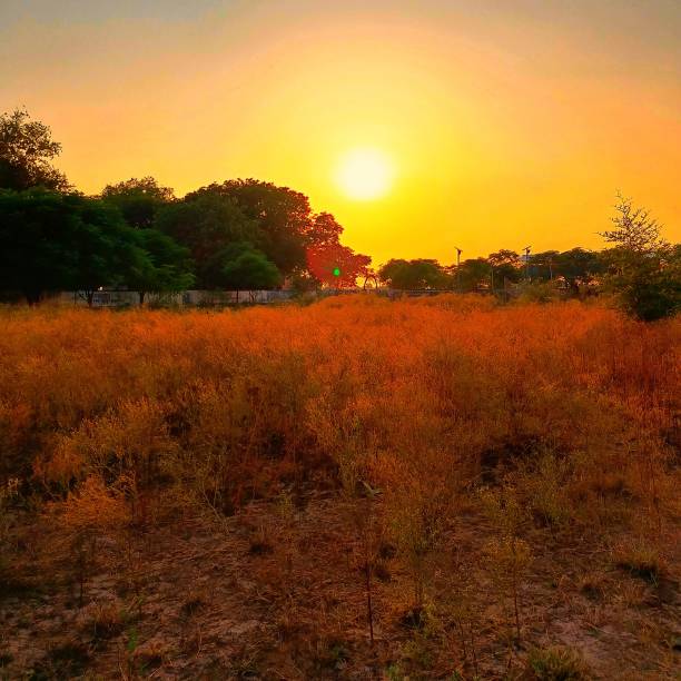 Parthenium & sunset in my village